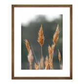 Obrazy i zdjęcia - Obraz Trzcina jasna 40 x 50 cm - miniaturka - grafika 1