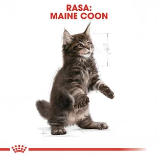 ROYAL CANIN Maine Coon Kitten 4kg karma sucha dla kociąt, do 15 miesiąca, rasy maine coon  + niespodzianka dla kota GRATIS! - Sucha karma dla kotów - miniaturka - grafika 6