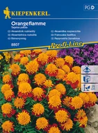 Nasiona i cebule - Aksamitka Rozpierzchła Orangeflamme - miniaturka - grafika 1