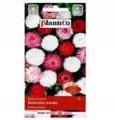 Nasiona i cebule - Nasiona Stokrotka Półpełna Trwała Mieszanka 0,1G Plantico - miniaturka - grafika 1