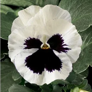Bratek Wielkokwiatowy biały z plamą (Viola X Wittrockiana) 150 nasion - Nasiona i cebule - miniaturka - grafika 1