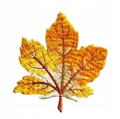 Pasmanteria - NASZYWKA TERMO HAFTOWANA, ŁATKA, PATCH - LISTEK, LIŚĆ KLONOWY - ŻÓŁTY - miniaturka - grafika 1