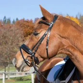 Ogłowia - Kieffer Ogłowie z nachrapnikiem angielskim kombinowanym SERAFINA - miniaturka - grafika 1