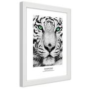 Plakaty - Plakat w ramie białej, Biały tygrys (Rozmiar 70x100) - miniaturka - grafika 1
