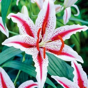 Lilia orientalna Dizzy XXL (20/22) 1 szt. cebule cebulki lilii lilie - Nasiona i cebule - miniaturka - grafika 1