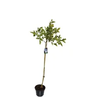 Kwiaty doniczkowe - Borówka amerykańska na pniu wys. 80-100 cm don. 2 l - miniaturka - grafika 1