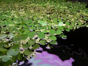 Salvinia Natans Salwinia Pływająca Kubek 10cm In Vitro Piękna - Dekoracje do akwarium - miniaturka - grafika 1