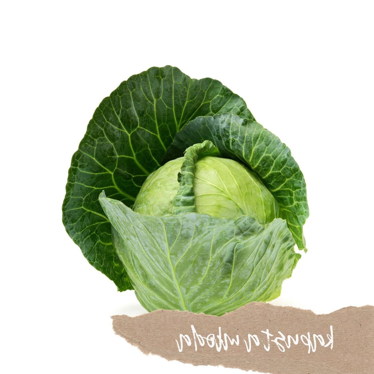 Kapusta Młoda na Sztuki - Świeża i Soczysta