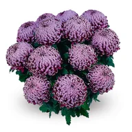 Kwiaty doniczkowe - Chryzantema wielkokwiatowa fioletowo-różowa 17 cm 6 kul - miniaturka - grafika 1
