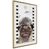 Plakaty - Plakat - Przebrany mops (rozmiar 40x60, wykończenie Rama złota z passe-partout) - miniaturka - grafika 1