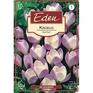 Nasiona i cebule - Krokus botaniczny Blue Pearl 10 sztuk Eden - miniaturka - grafika 1