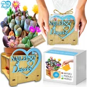 Nasiona i cebule - Prezent na DZIEŃ DZIADKA Żywe Kamienie LITHOPS Zestaw do uprawy NASIONA - miniaturka - grafika 1