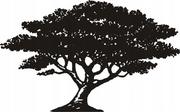 Naklejki na ścianę - Naklejka z drzewem na ścianę drzewa drzewko Baobab, 80x50 cm - miniaturka - grafika 1