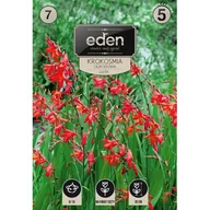 Nasiona i cebule - Krokosmia Lucifer 7 sztuk Eden - miniaturka - grafika 1