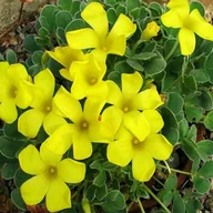 Nasiona i cebule - Oxalis Szczawik Ken Aslet 3 szt cebulki cebule - miniaturka - grafika 1