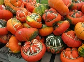 Nasiona i cebule - DYNIA OZDOBNA TURECKI TURBAN CUCURBITA PEPO 6 NASI - miniaturka - grafika 1