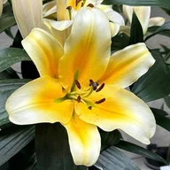 Nasiona i cebule - Lilia drzewiasta Be Mine XL (18/20) 1 szt. cebule cebulki lilii lilie - miniaturka - grafika 1