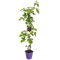 Kwiaty doniczkowe - Jeżyna, wys.60-80 cm, don.2 l - miniaturka - grafika 1