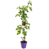 Kwiaty doniczkowe - Jeżyna, wys.60-80 cm, don.2 l - miniaturka - grafika 1