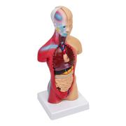 Mały naukowiec - Anatomiczny Model Ciała 28 cm - miniaturka - grafika 1