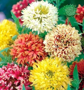 GAILARDIA NADOBNA GAILLARDIA PULCHELLA 0,5G NASION - Nasiona i cebule - miniaturka - grafika 1