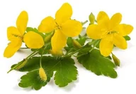 Akcesoria jeździeckie - EQUIHERBS Glistnik jaskółcze ziele 0,5 kg - miniaturka - grafika 1