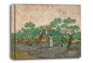 Women Picking Olives, Vincent van Gogh - obraz na płótnie Wymiar do wyboru: 70x50 cm - Obrazy i zdjęcia na płótnie - miniaturka - grafika 1