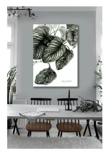 Plakat Calathea 100x70 cm - Plakaty - miniaturka - grafika 1