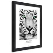 Plakaty - Plakat w ramie czarnej, Biały tygrys (Rozmiar 70x100) - miniaturka - grafika 1