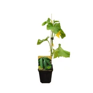 Kwiaty doniczkowe - Ogórek rozsada - miniaturka - grafika 1