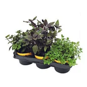 Kwiaty doniczkowe - Zioła mix 3-pak - miniaturka - grafika 1