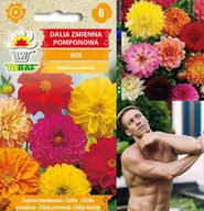 Nasiona i cebule - Toraf KWIATY Dalia Dwarf Collarette Dandy 1g 00371 - miniaturka - grafika 1