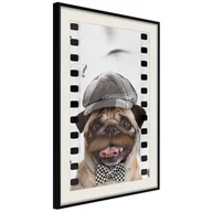 Plakaty - Plakat - Przebrany mops (rozmiar 40x60, wykończenie Rama złota z passe-partout) - miniaturka - grafika 1