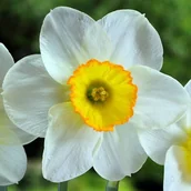 Nasiona i cebule - Narcyz wielkoprzykoronkowy polski Flower Record 5 szt. Narcyzy Cebulki - miniaturka - grafika 1