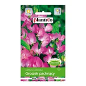 Nasiona i cebule - Groszek pachnący różowy - miniaturka - grafika 1