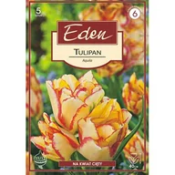 Nasiona i cebule - Tulipan Double Early Aquila 5 sztuk Eden - miniaturka - grafika 1