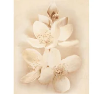 Płytki ceramiczne - Cersanit Dekor Diana Flower Glossy 40X50 - miniaturka - grafika 1