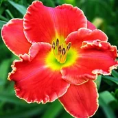 Nasiona i cebule - Hemerocallis Liliowiec Roses in Snow 1 szt. - miniaturka - grafika 1