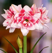 Nasiona i cebule - Hippeastrum Amarylis Pełny Elvas 1 szt Cebula - miniaturka - grafika 1