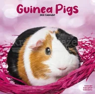 Pozostałe książki - Guinea Pigs Calendar 2026 Square Animal Wall Calendar - 16 Month - miniaturka - grafika 1