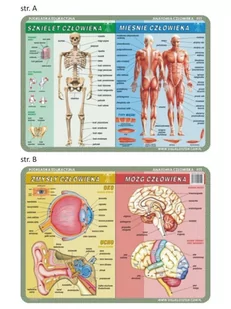 Nieprzypisany Podkładka edukacyjna Szkielet mięśnie mózg i zmysły człowieka VISU003 - Podkładki na biurko - miniaturka - grafika 1
