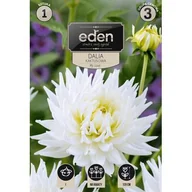 Nasiona i cebule - Dalia kaktusowa My Love 1 sztuka Eden - miniaturka - grafika 1