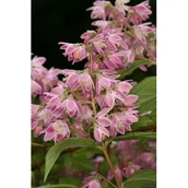 Sadzonki drzew krzewów - Żylistek mieszańcowy Strawberry Fields - miniaturka - grafika 1