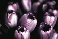 Plakaty - Fioletowe Tulipany - Plakat - miniaturka - grafika 1