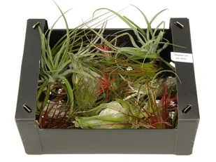 Tillandsia ZESTAW  x 10 szt,  box 1 - Kwiaty doniczkowe - miniaturka - grafika 1