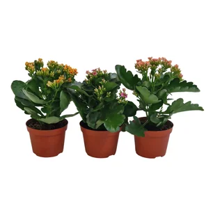 Kalanchoe Tiger mix 20 cm - Nasiona i cebule - miniaturka - grafika 1