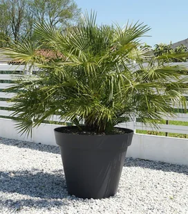 Palma chamaerops humilis Karłatka niska P14 - Kwiaty doniczkowe - miniaturka - grafika 1