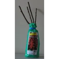 Kwiaty doniczkowe - Porzeczka czerwona w balocie - miniaturka - grafika 1