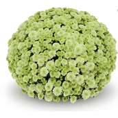 Kwiaty doniczkowe - Chryzantema drobnokwiatowa - miniaturka - grafika 1