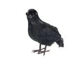 Halloween - Wrona czarna z piórami - 1 szt. - miniaturka - grafika 1